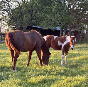 Meet your Posher, Olga